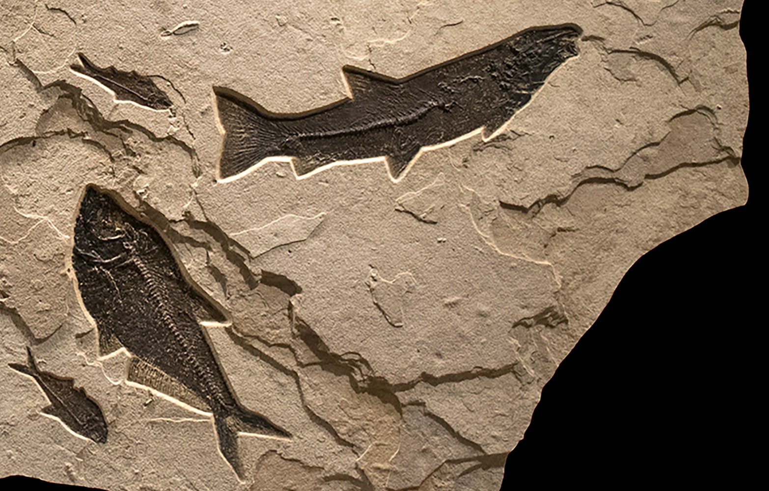 Fossil Mural 1008gm (SOLD)