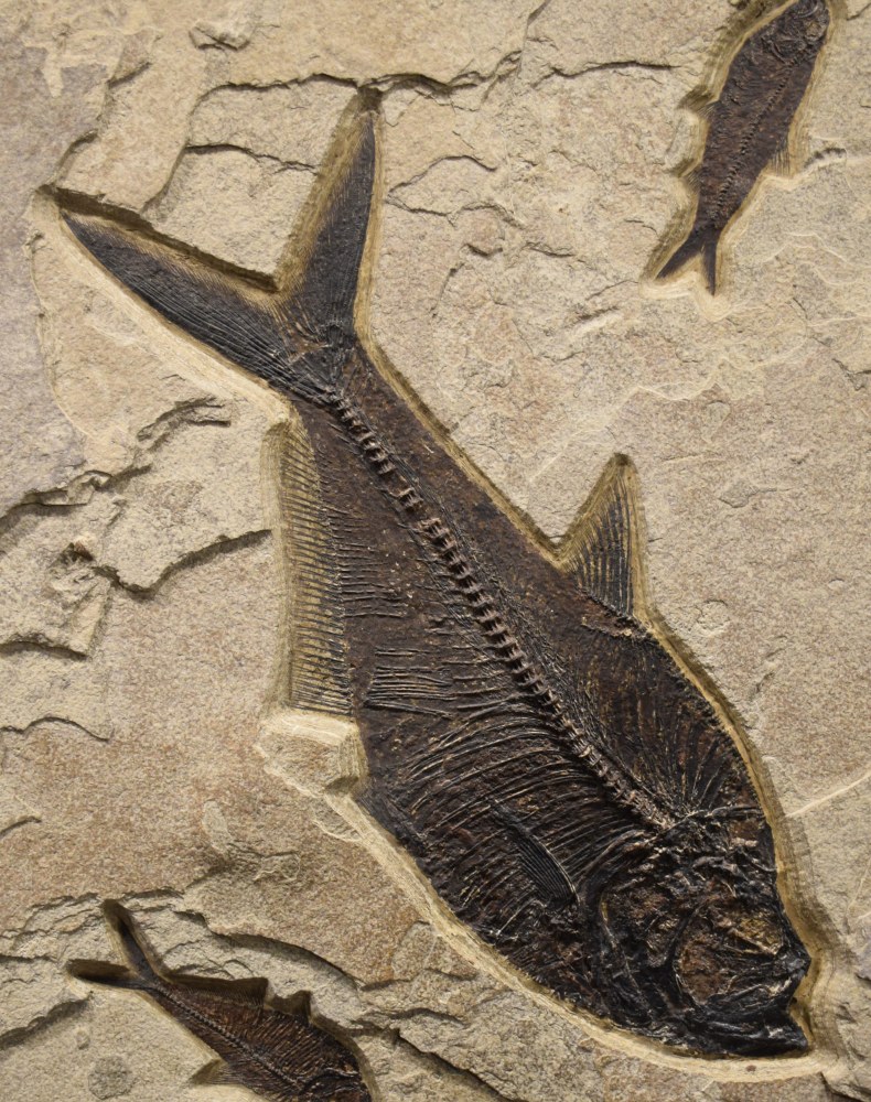 Detail View of the large Diplomystus dentatus