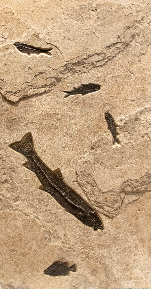panel 1: three&amp;nbsp;Knightia eocaena,&amp;nbsp;a&amp;nbsp;Notogoneus osculus, and a&amp;nbsp;Cockerellites liops