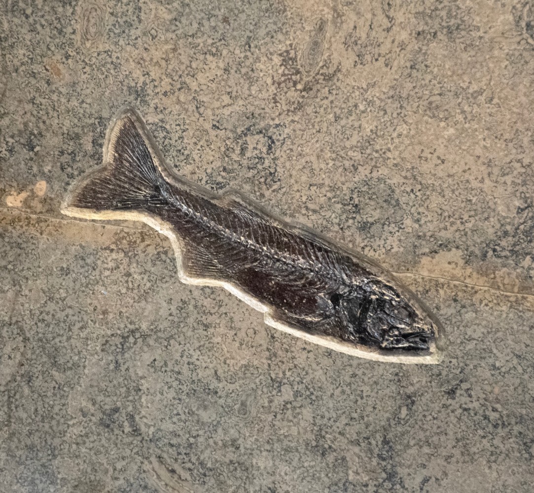 Fossil Fish Mural 2803mm (SOLD)