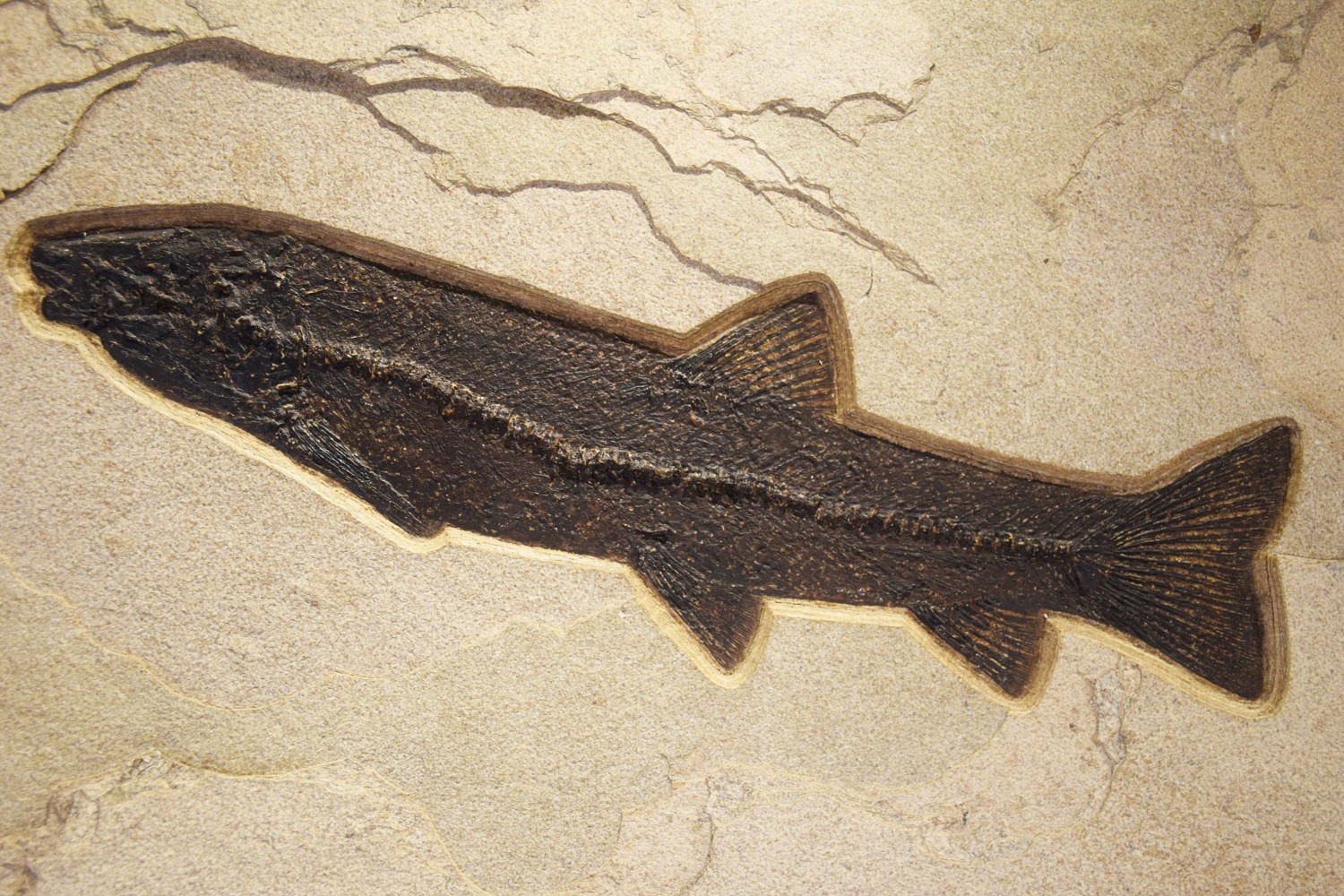 Fossil Fish Mural 8703am