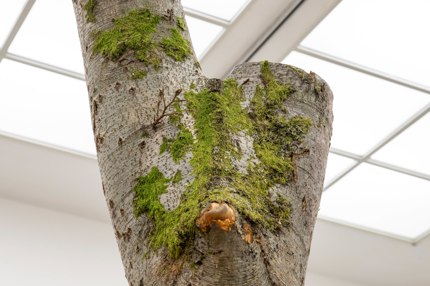 installation view oscar tuazon bergen