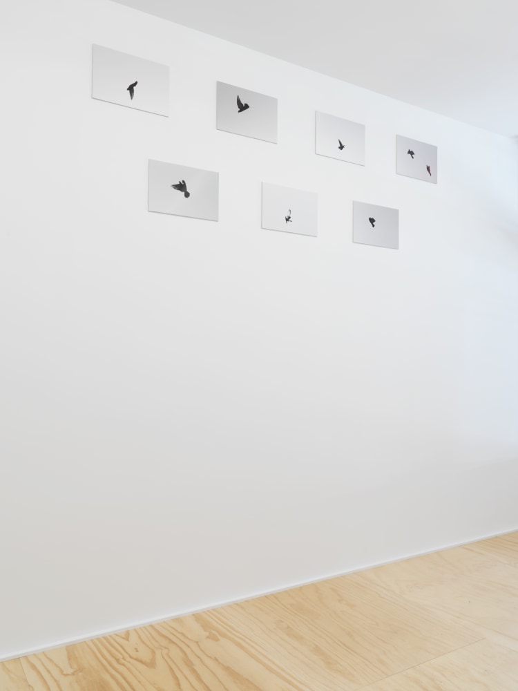 Installation view of photographs by Shannon Ebner