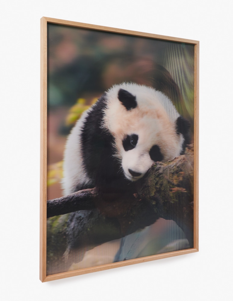 LOUISA GAGLIARDI, YVES SCHERER