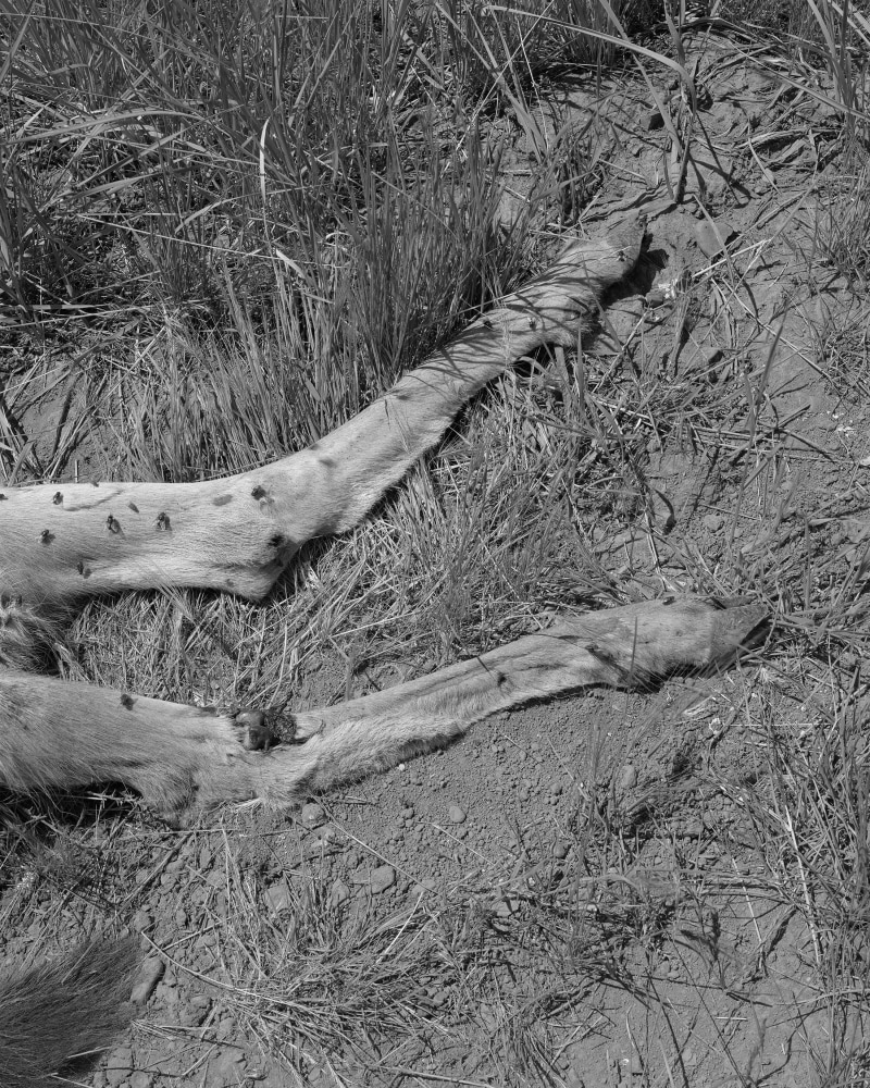 Torbjørn Rødland Wampus Springs 2011–2018 Silver gelatin print