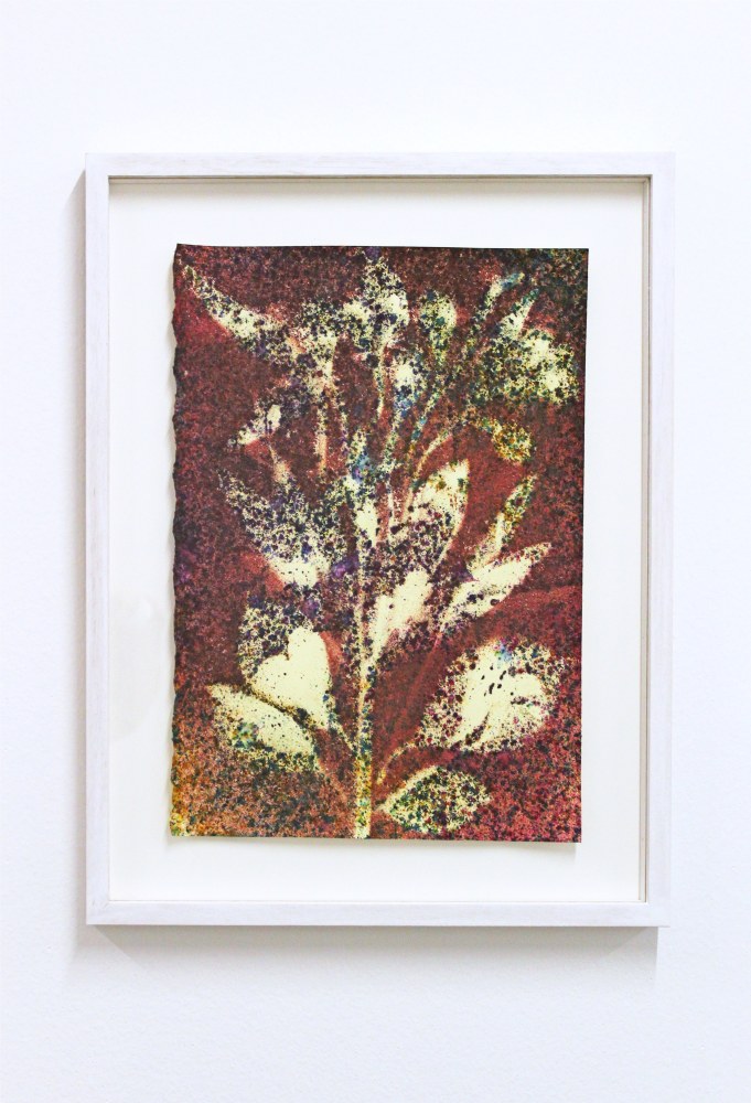 SAM&amp;nbsp;FALLS&amp;nbsp;
Untitled (Glendale, CA, studio garden, 2)
2018
Pigment on paper
Sheet 35.5 x 25.5 cm / 14 x 10 inches
Frame 48.5 x 37.5 x 4 cm / 19 1/8 x 14 3/4 x 1 5/8 inches