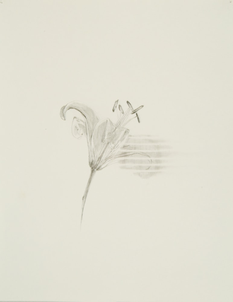 Drawing by Trisha Donnelly