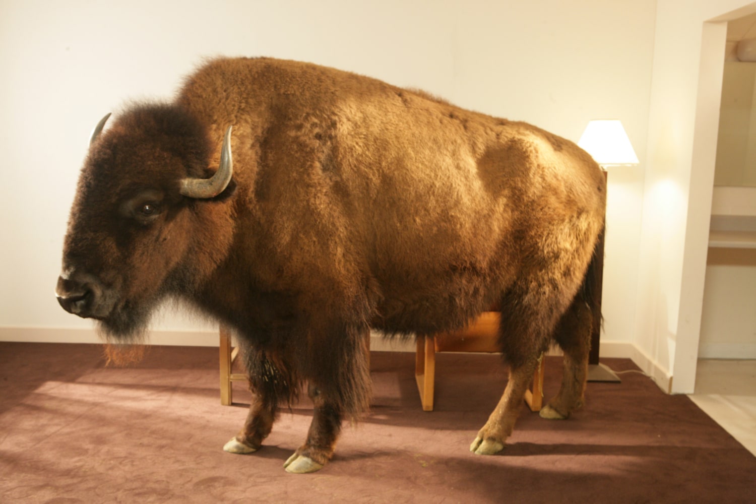 Film still by Doug Aitken, Migration 2008 Video installation; DVD, single channel, linear version Edition of 4 18 min