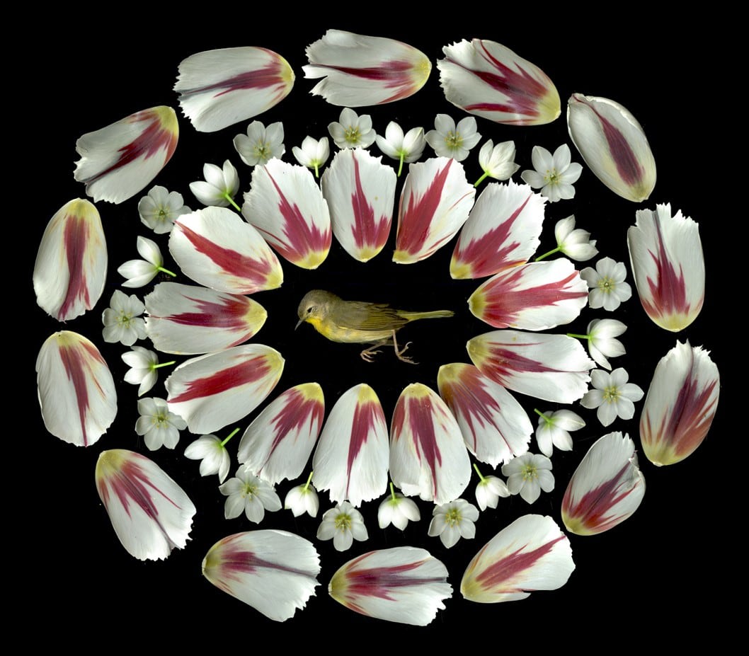 Portia Munson, Tulip Bird, 2016