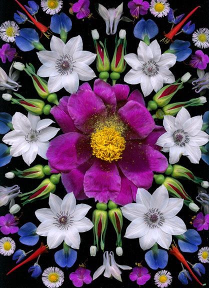 Portia Munson, Rose Peony, 2004