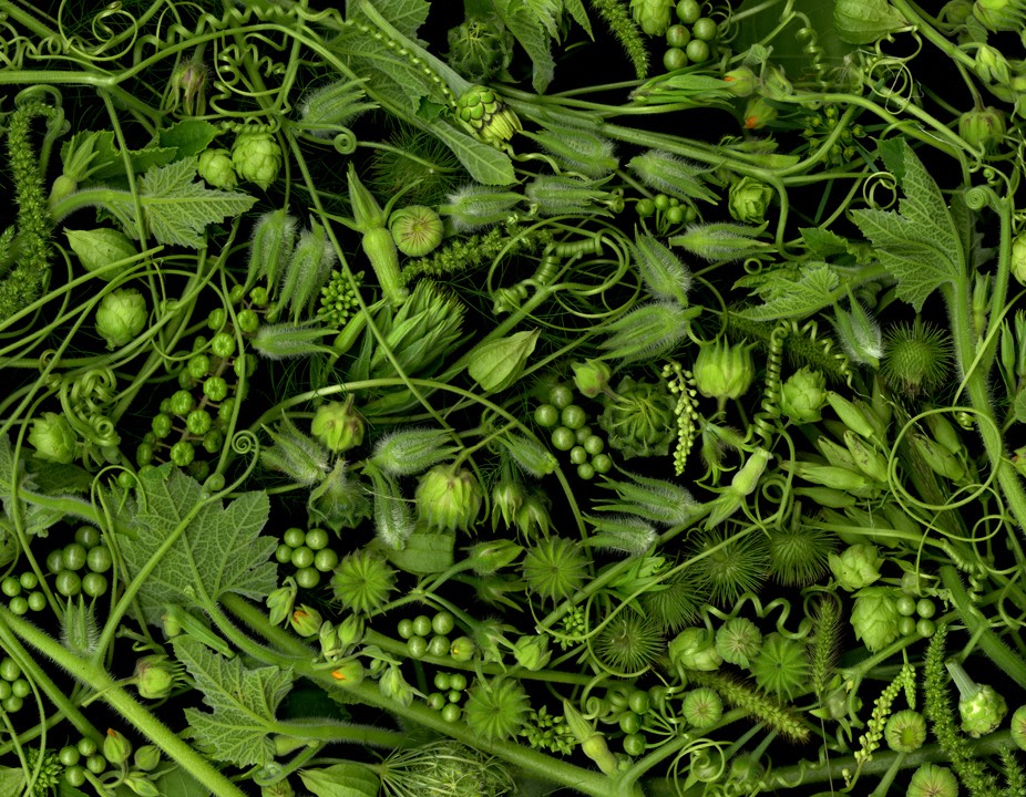 Portia Munson, Verdant Aftermath, 2011