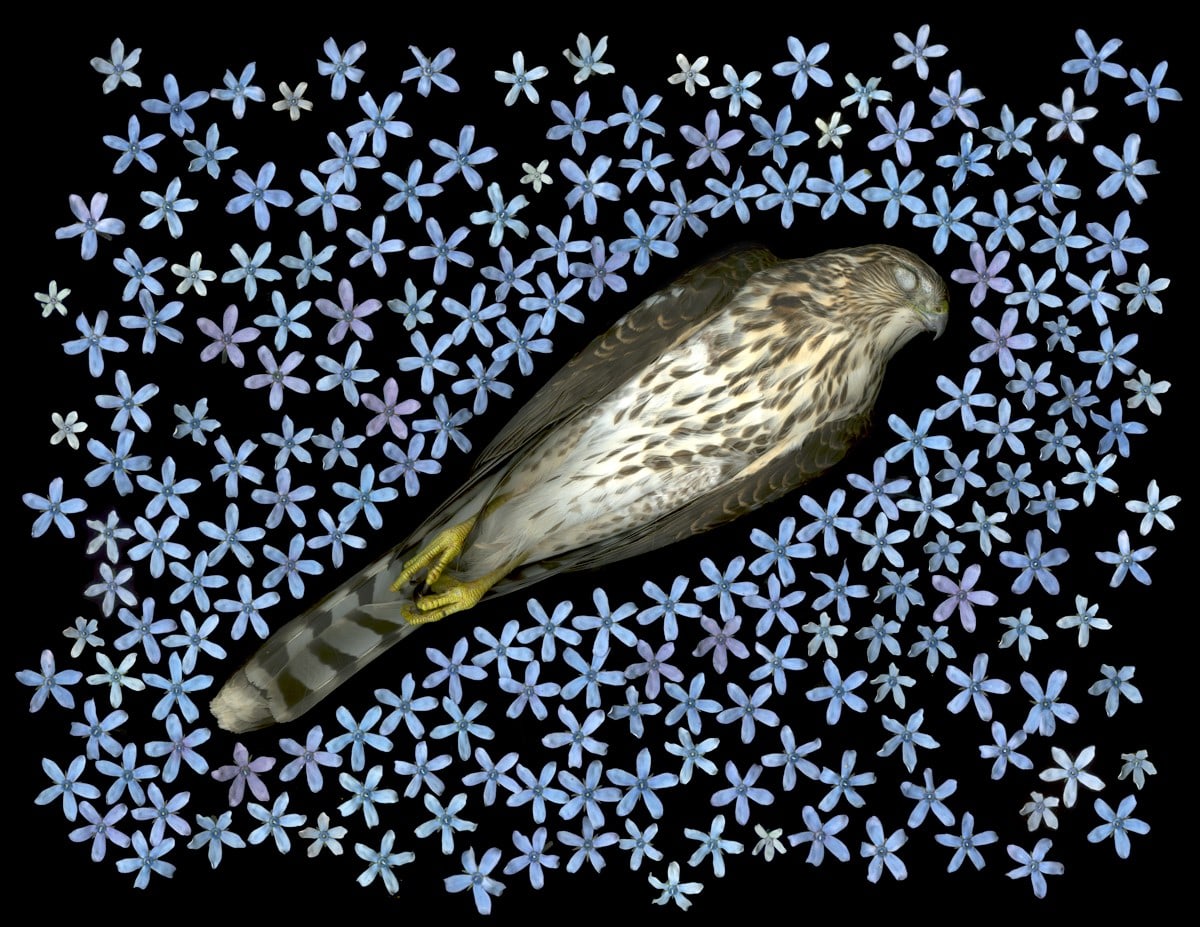 Portia Munson, Sharp Shinned Hawk, 2016