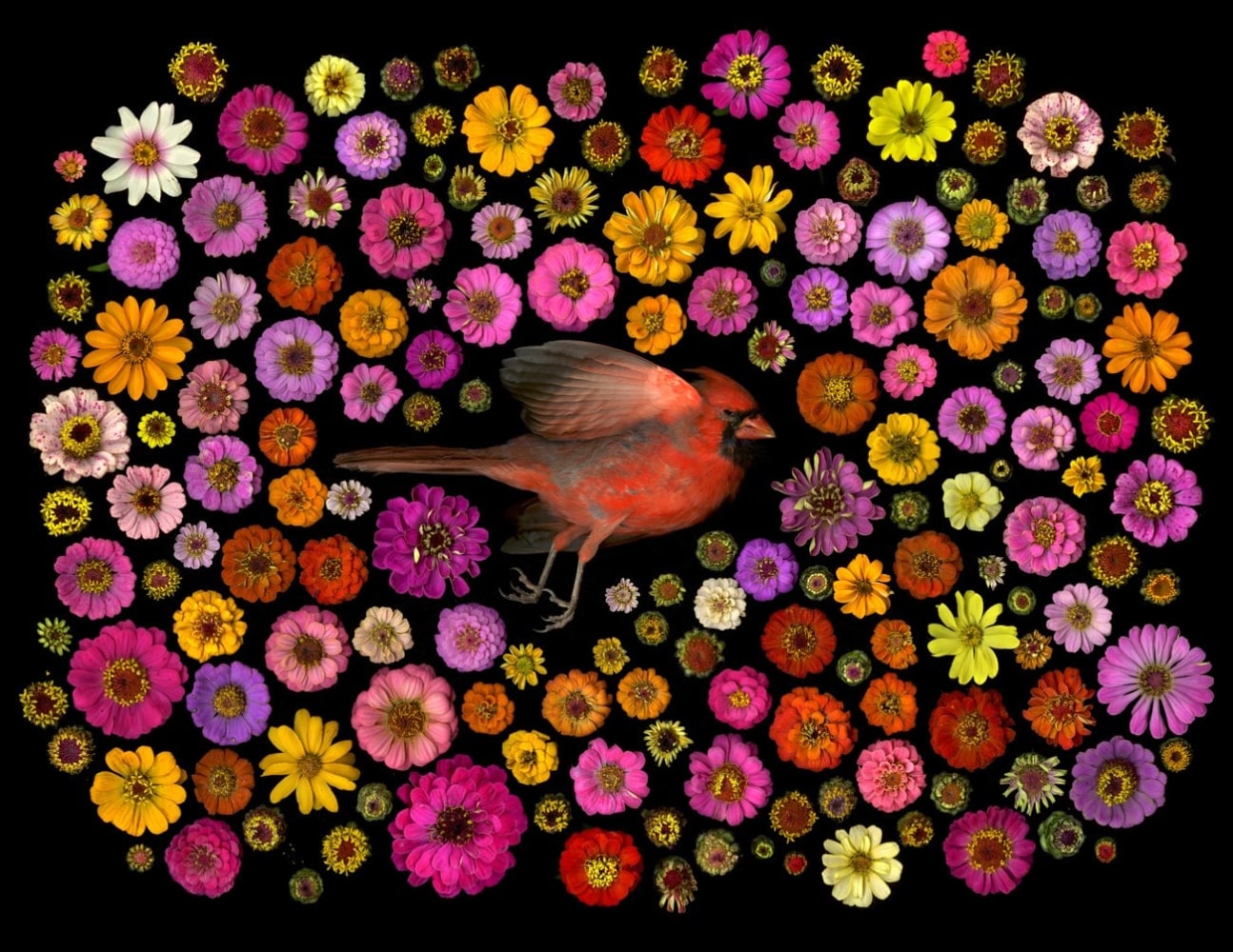 Portia Munson, Cardinal, 2016