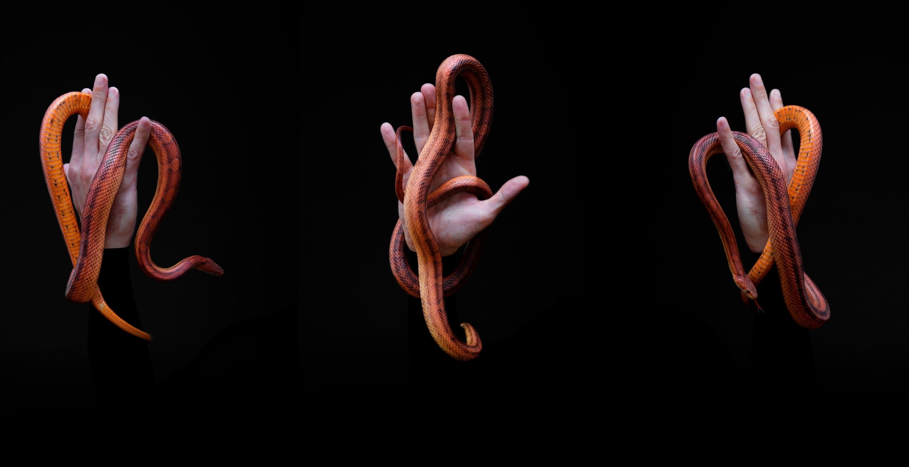 Carlos Motta, Untitled #5 (from the series Midway upon the journey of our life/I found myself within a forest dark,/For the straightforward pathway had been lost)