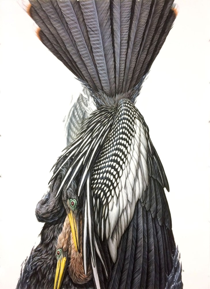 George Boorujy, Anhinga, 2017
