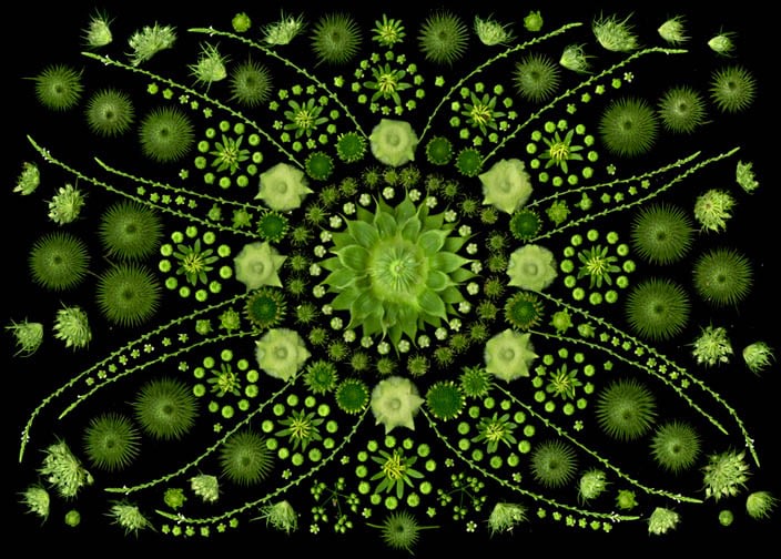 Portia Munson, Calendula Sunflower, 2013