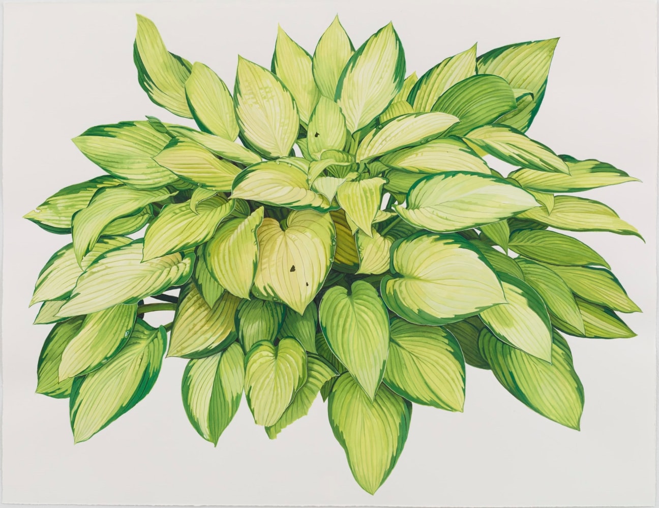 Jessica Rohrer, Hosta 2 (Yellow and Green), 2014