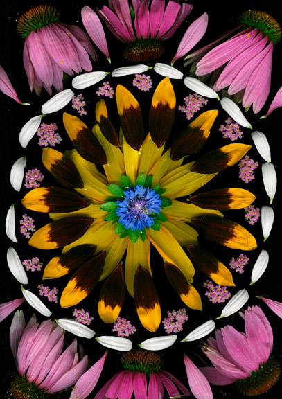 Portia Munson, Virgin Echinacea, 2005