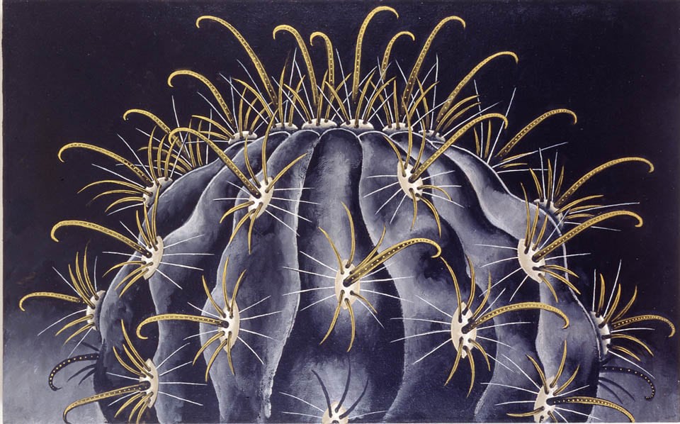 Martin Wong, Ferocactus Peninsulae V. Viscainensis, 1997-98