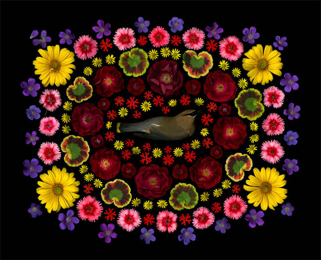 Portia Munson, Cedar Wax Wing, 2011