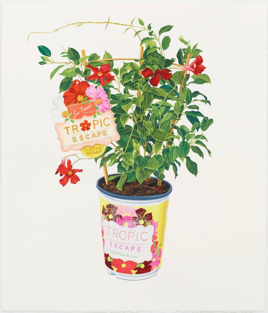 Jessica Rohrer, Mandevilla, 2014