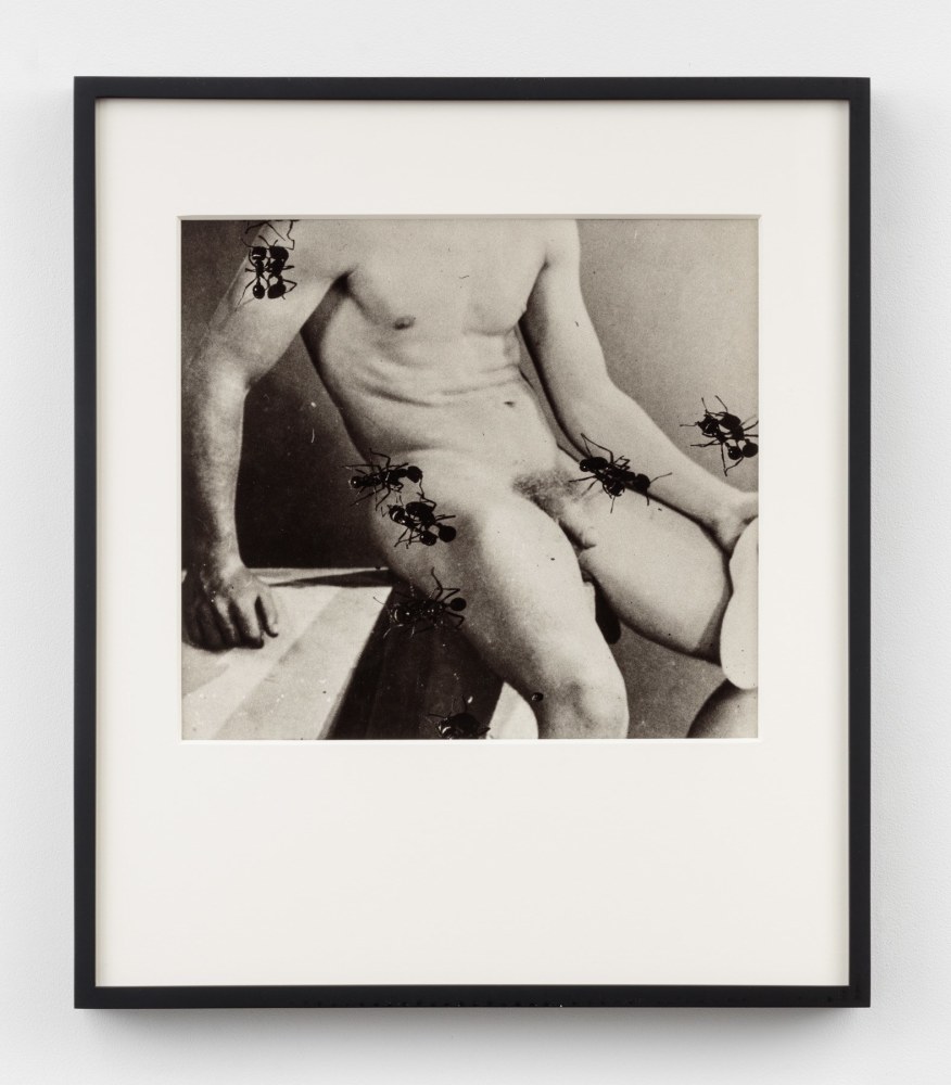 David Wojnarowicz, Untitled (Desire) from the Ant Series, 1988-89