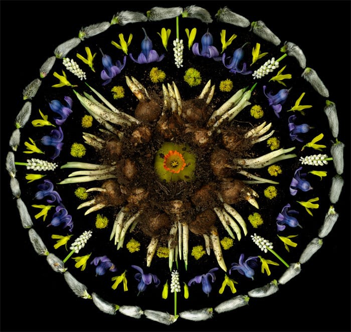 Portia Munson, Crocus Bulbs, 2009