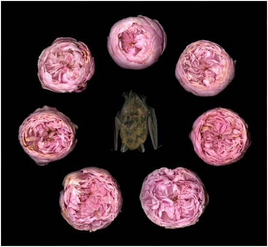 Portia Munson, 7 Roses Surrounding Bat, 2009