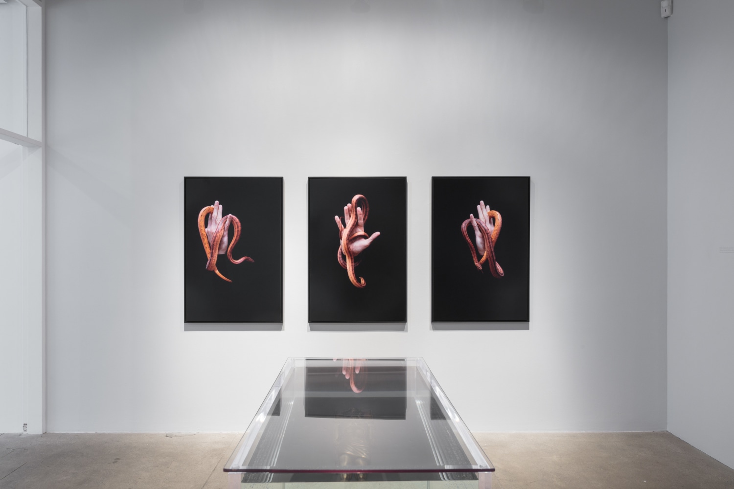 Carlos Motta, Conatus install 6