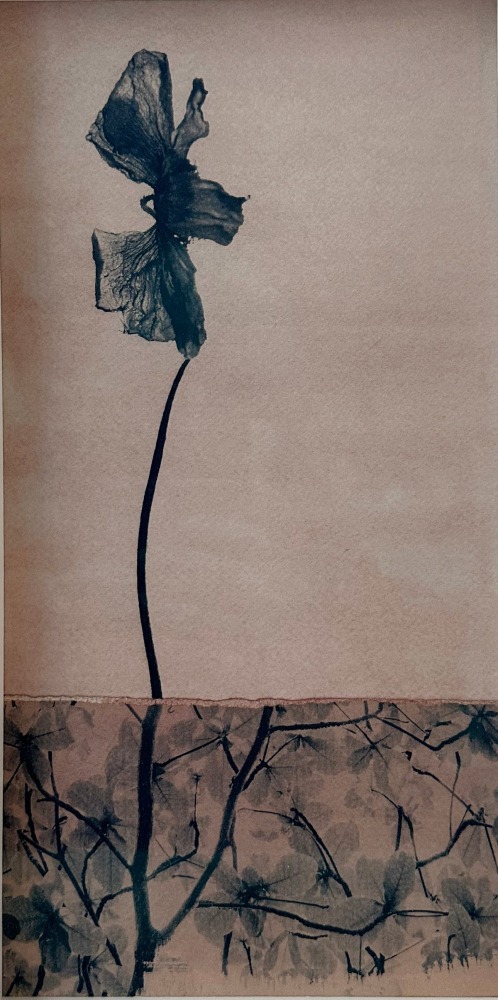 a photographic collage with a poppy flower