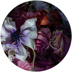 up close photo of dried flowers