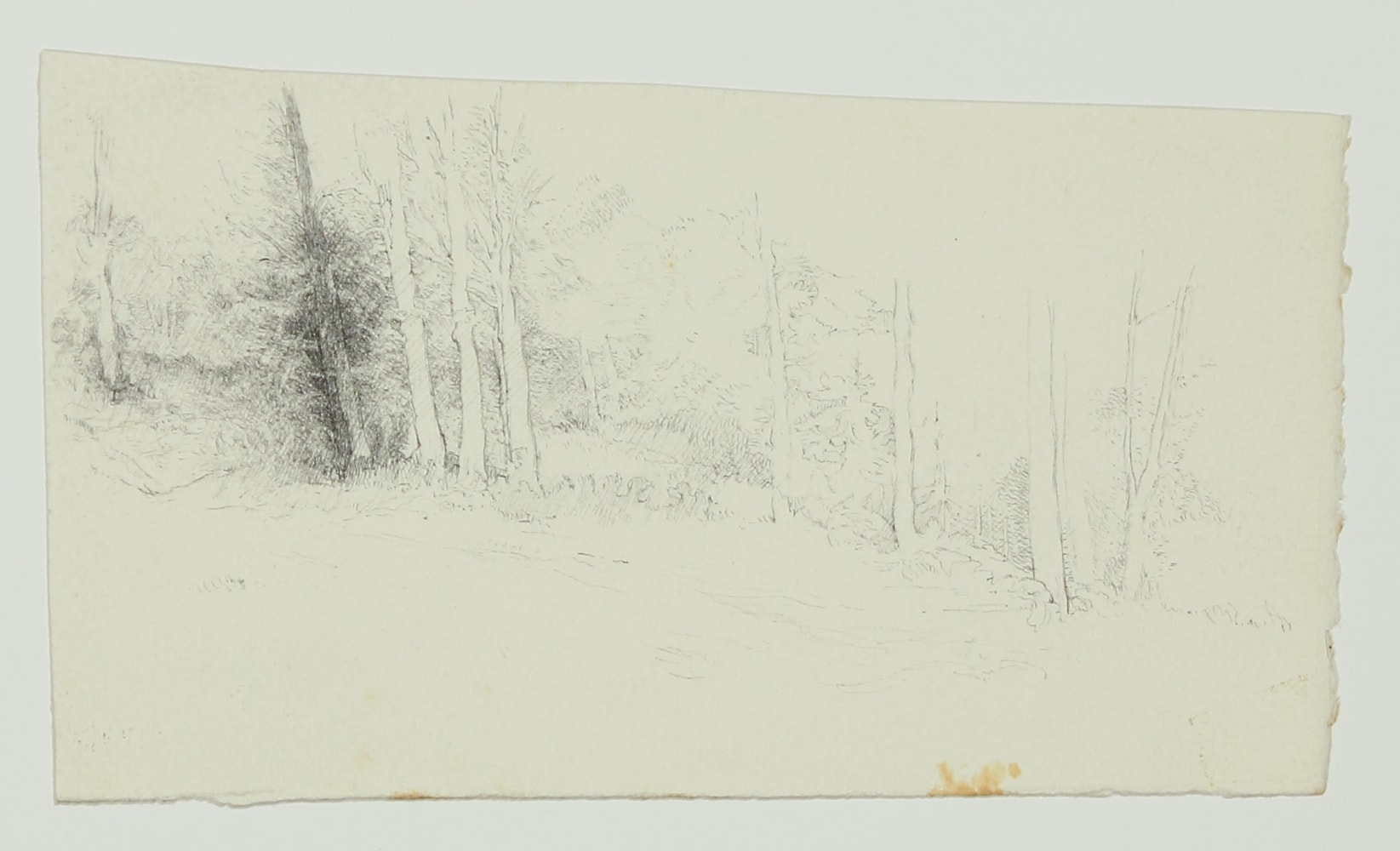 Ink drawing of trees in a landscape