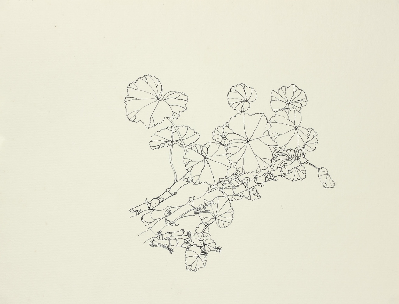 Untitled, ink on paper, 10 x 13 1/8 inches