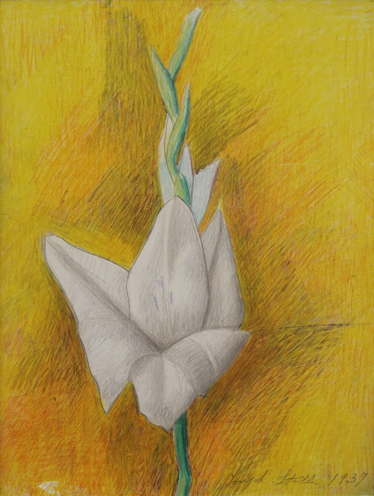 Drawing of a white flower on a yellow background
