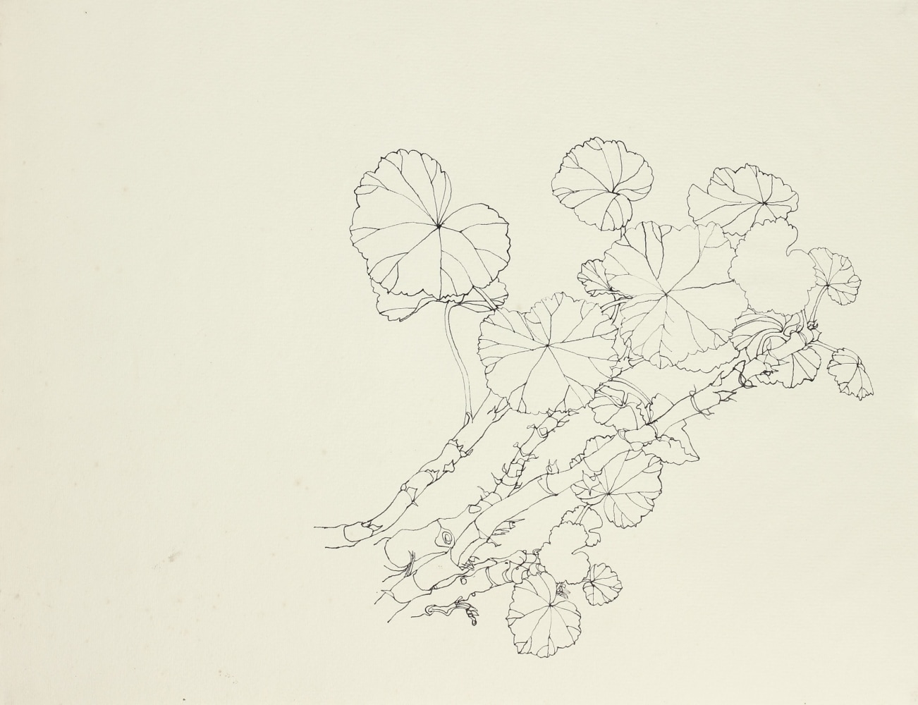 Untitled, ink on paper, 10 x 13 1/8 inches