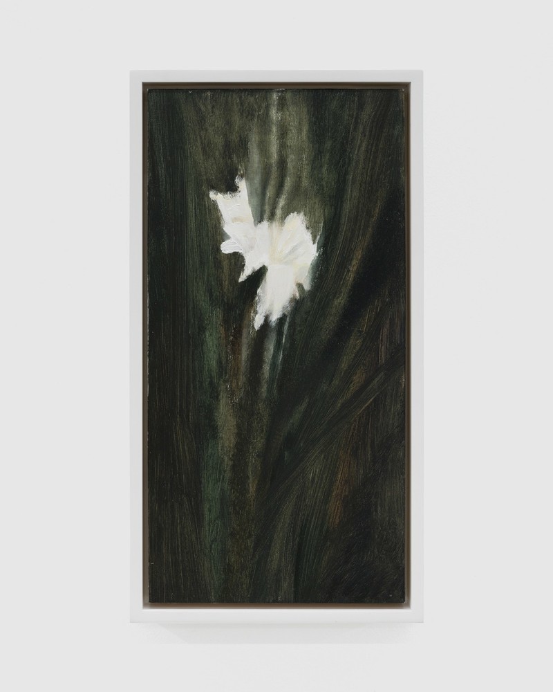 Ellen Sieber, white gladiolus