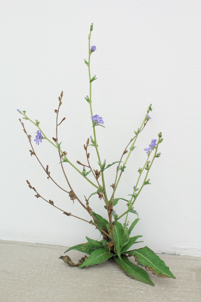 Realistic sculpture of a weed growing out of the ground with small purple flowers and green and brown leaves
