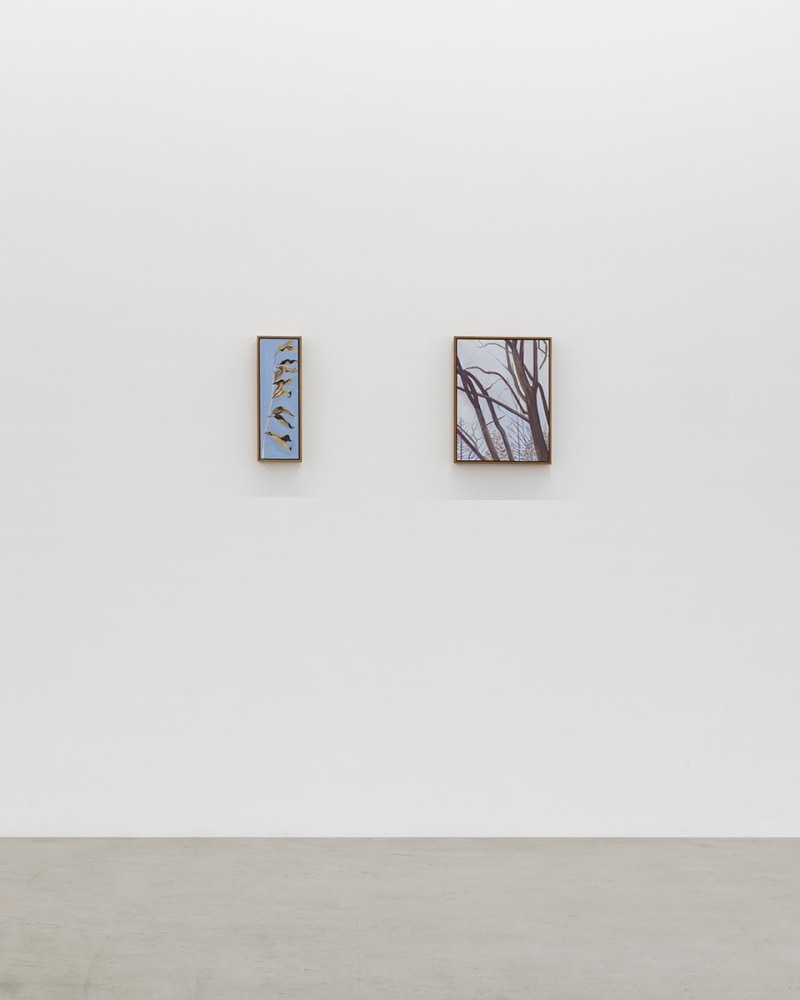 Lois Dodd | Ellen Siebers