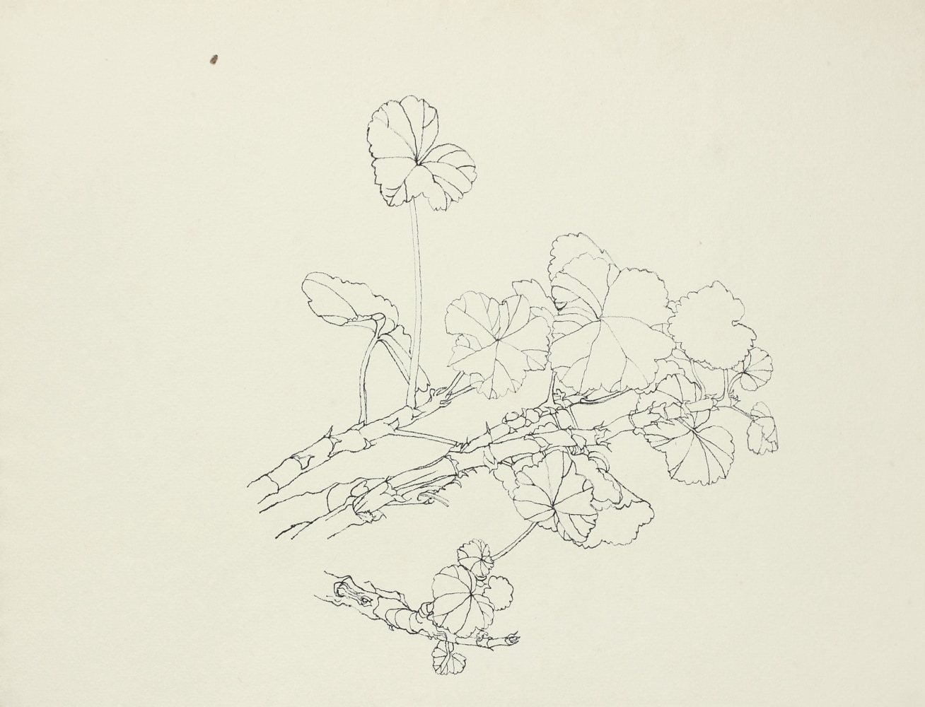 Untitled, ink on paper, 10 x 13 inches