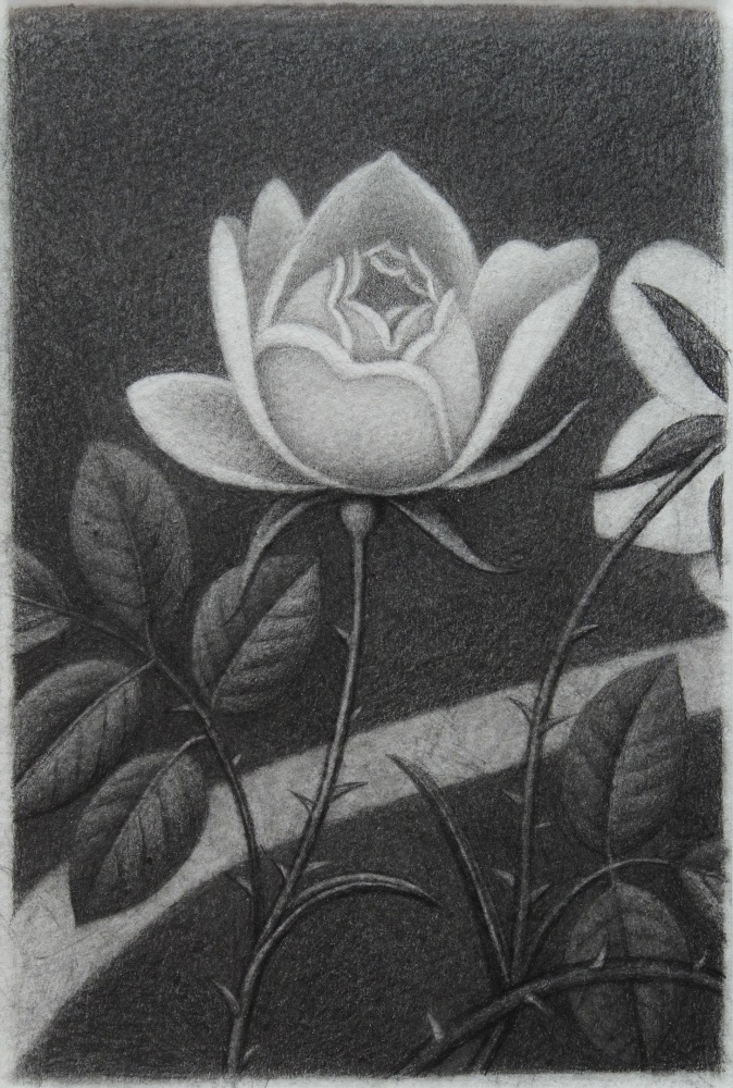 Drawing of a two white roses, on in the center and one off to the side, on a dark background