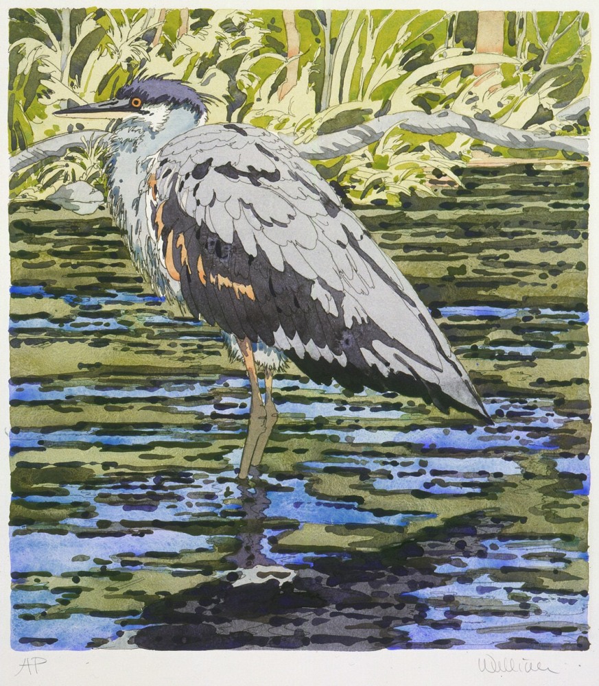Colored etching of a heron standing in a river surrounded by green plant life