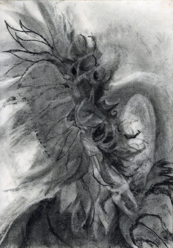 Sunflower (July &amp;lsquo;90), 1990, charcoal on paper, 10 1/2 x 7 3/8 inches