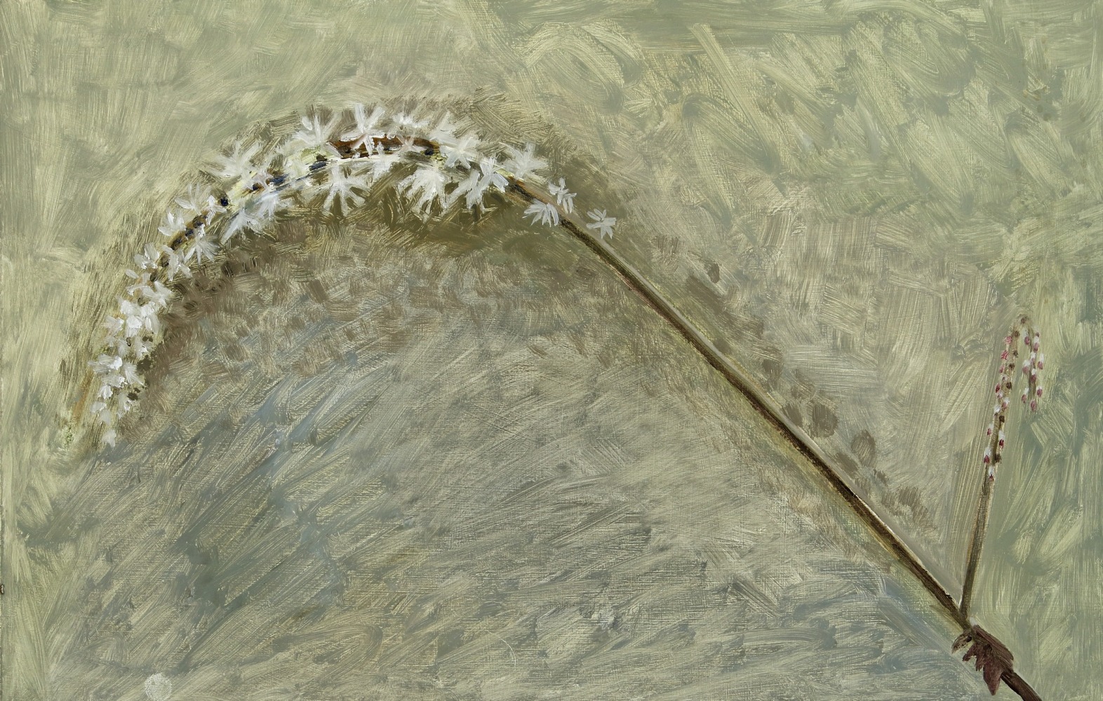 Black Cohosh Bloom, 2018, oil on Masonite, 11 x 17 inches