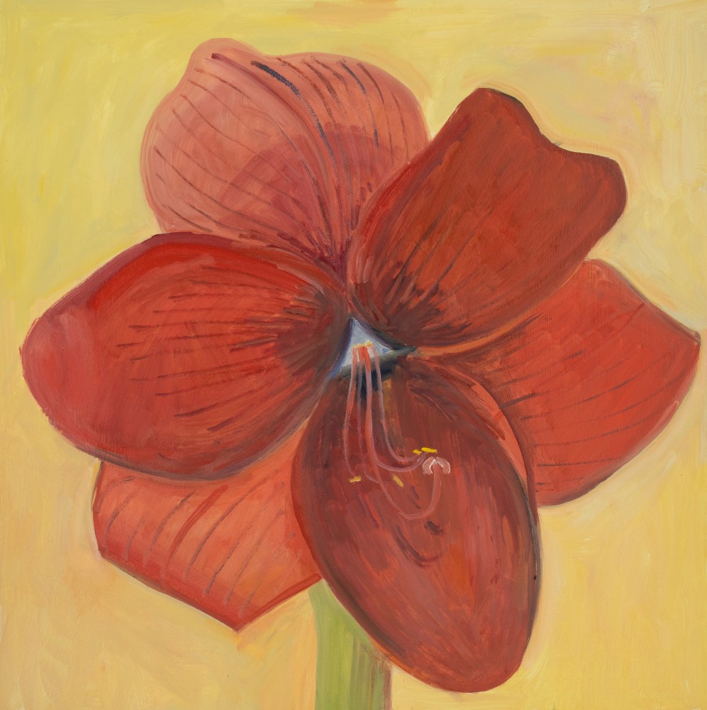 Red Amaryllis, 2024, oil on Masonite, 16 x 16 inches
