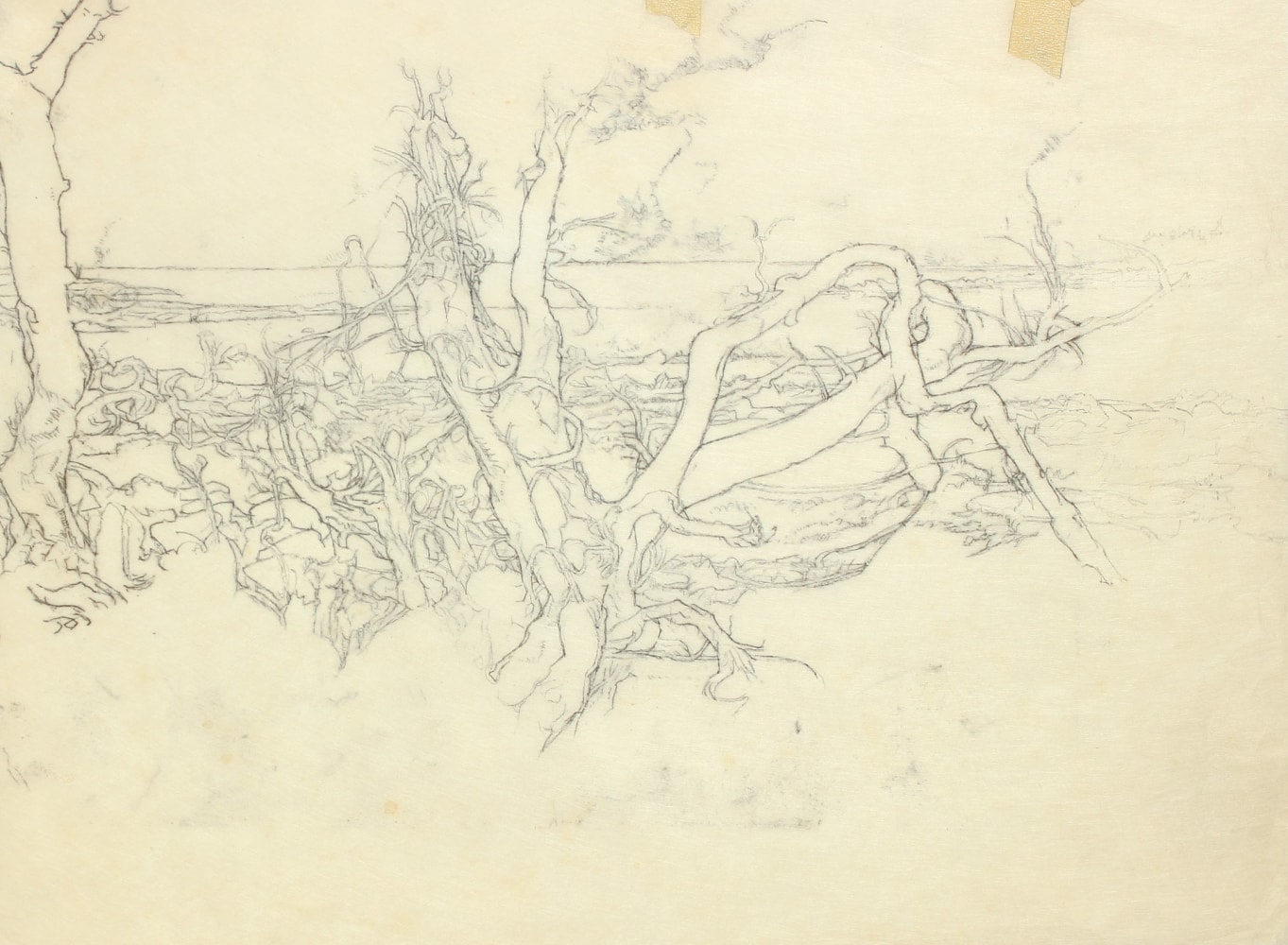 Graphite drawing of a group of fallen and dead trees with the sea in the background