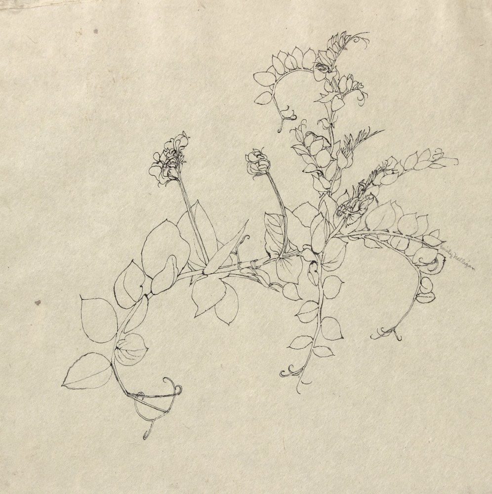 Ink drawing of a flowering plant