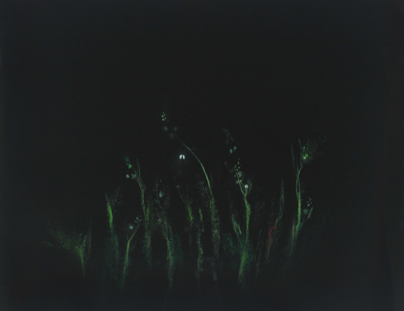 Pastel drawing of soft green plant forms on a black ground