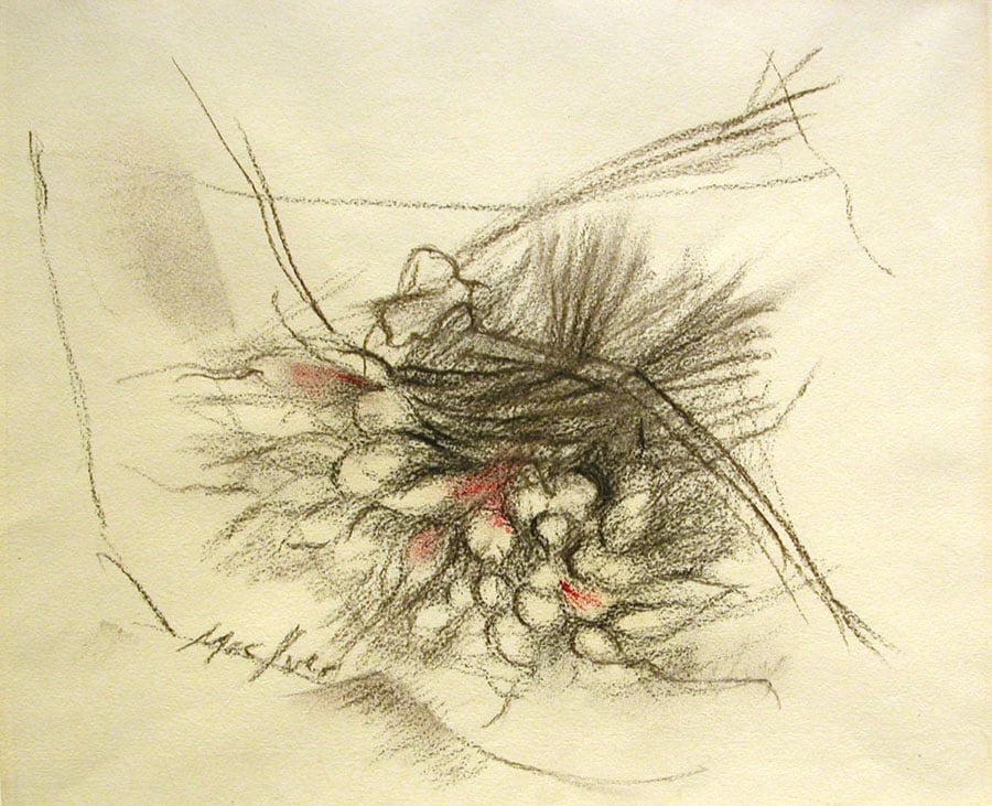 Radis, 1956, charchoal and pastel on paper, 9 3/4 x 12 1/2 inches