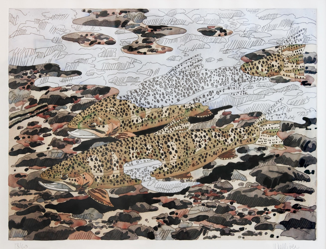 A partially-colored etching of two fish swimming over a rocky riverbed