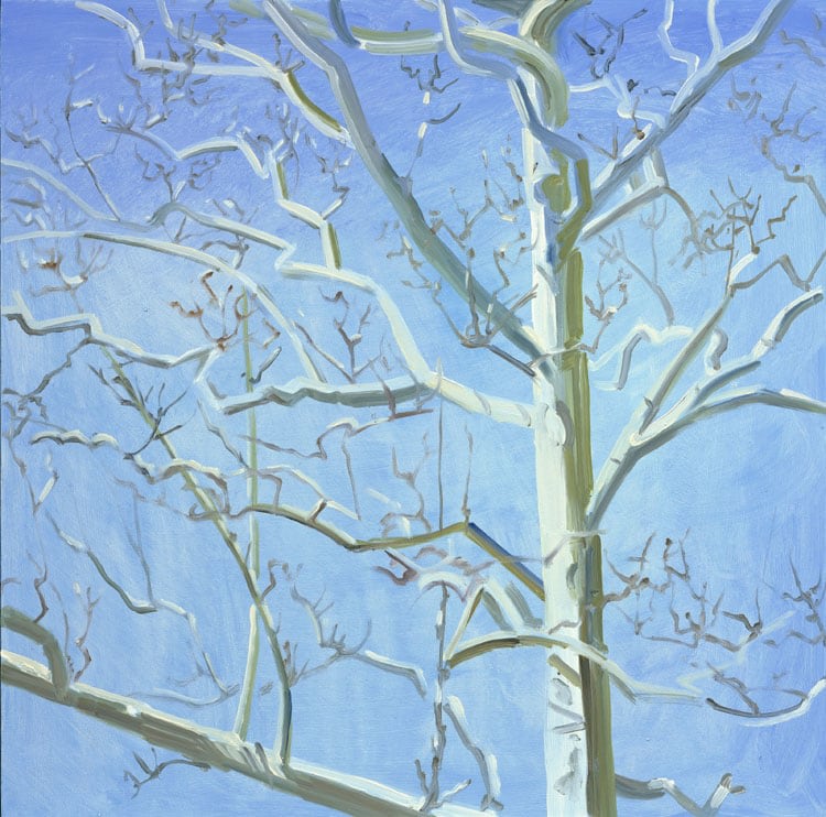 White Tree (Sycamore), 2005, oil on Masonite, 16 x 16 inches
